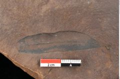 Foto (Detailsansicht) von Quercus palaeoilex Ettingshausen (NHMW-GEO-2024-0188-0821)